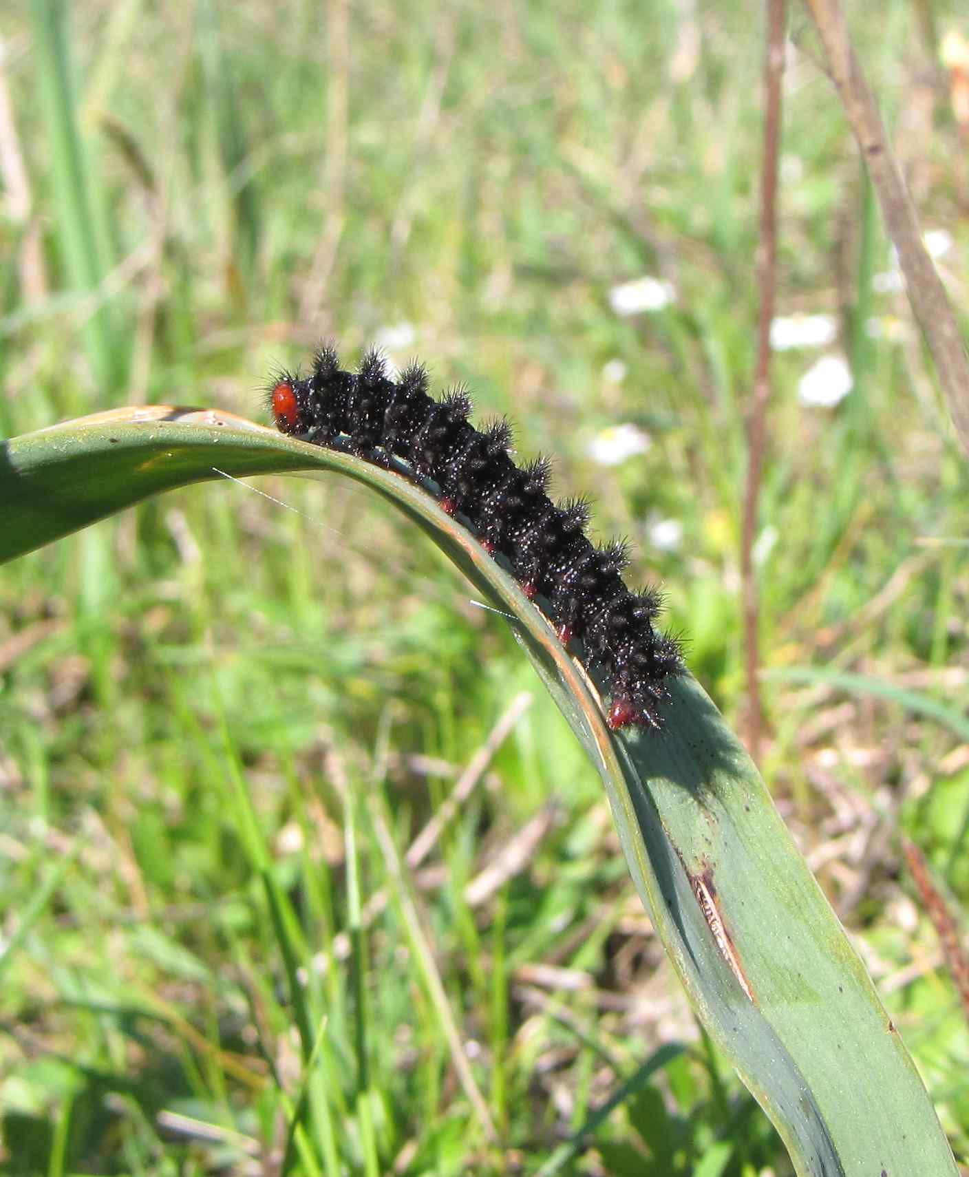 bruco nero - Melitaea cinxia